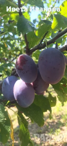 Продавам сини сливи