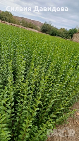 Лигуструм за жив плет , снимка 12 - Градински цветя и растения - 53983947