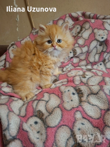 Уникално персийско котенце , снимка 5 - Персийска - 54730781