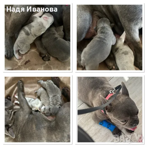 Френски  булдог, снимка 6 - Френски булдог - 55399538