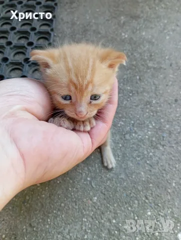 Подарявам котенца , снимка 2 - Други - 55329339