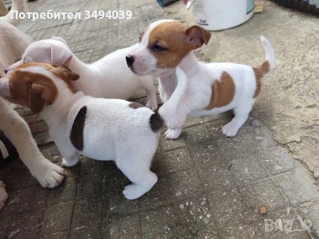 Джак Ръсел Териер , снимка 10 - Джак ръсел териер - 54012486