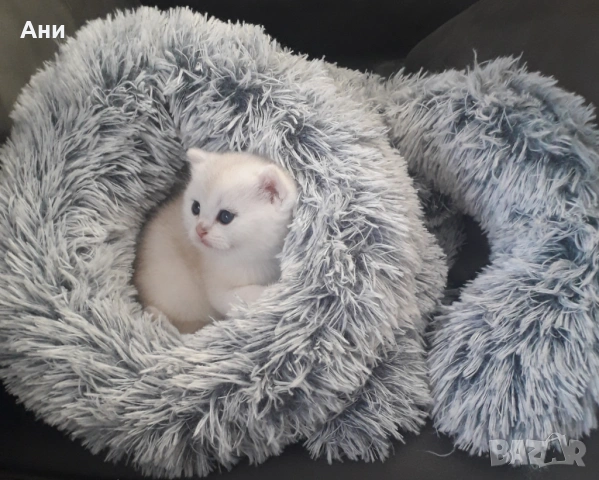 Много Красиво Котенце .Момченце като Меченце, снимка 3 - Британска късокосместа - 54412483