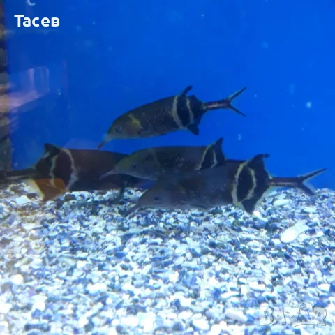 Риба слонче 9см
