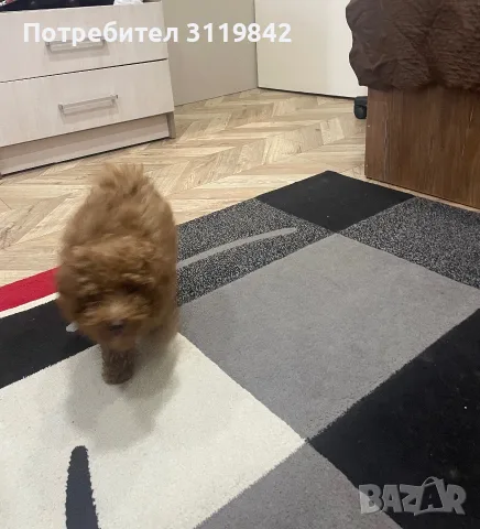 Мини пудел……….., снимка 11 - Пудели - 55052858