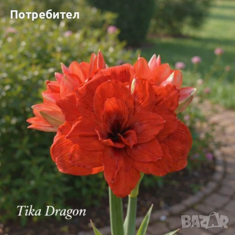 Амарилис Amarylis Tika Collection
