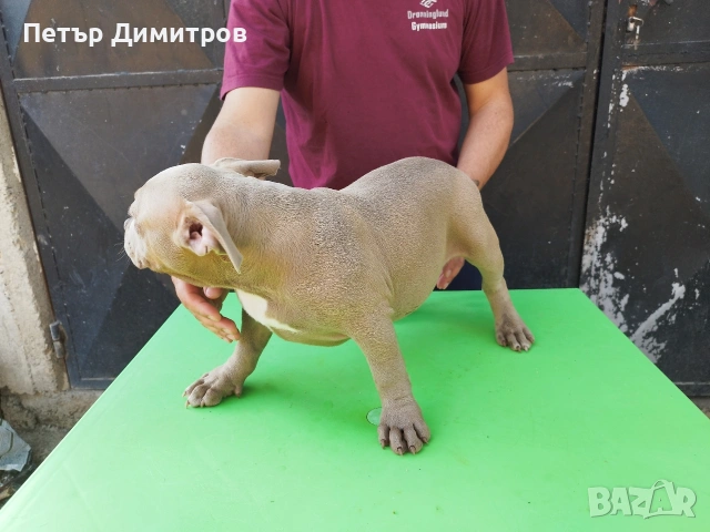 американско були покет , снимка 2 - Други - 54802997