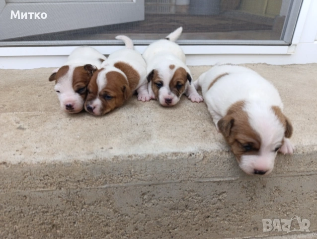 Джак Ръсел териер , снимка 6 - Джак ръсел териер - 54097301