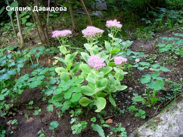 Есенен седум Дебела мара, снимка 14 - Градински цветя и растения - 55213433