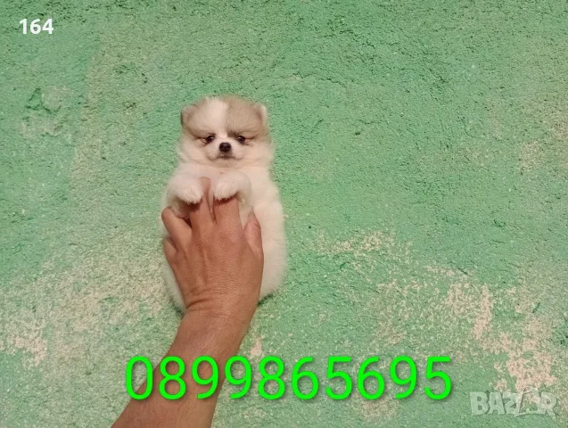 Померани. Снимки от днес !, снимка 3 - Померан - 55609522