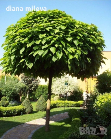 Каталпа, Catalpa bignonioides