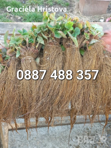 Продавам разсад ягоди , снимка 2 - Сортови семена и луковици - 54109437