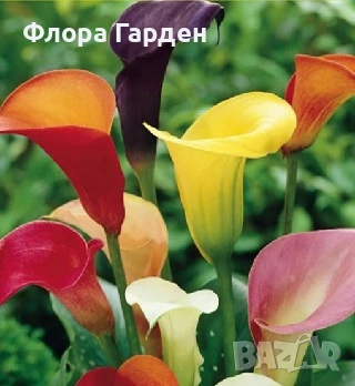 БЕГОНИЯ и Кала - Грудки - 20 % от посочените цени, снимка 14 - Сортови семена и луковици - 49235759
