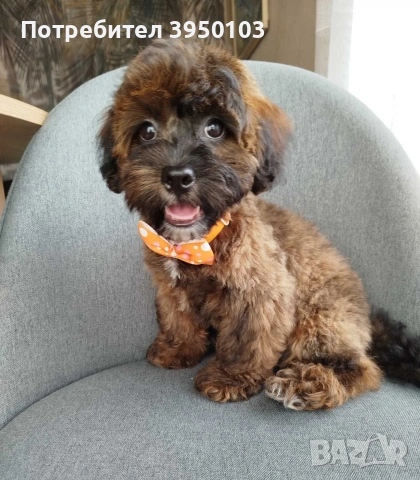 Shih poo /Mini poodle, снимка 2 - Пудели - 54633510