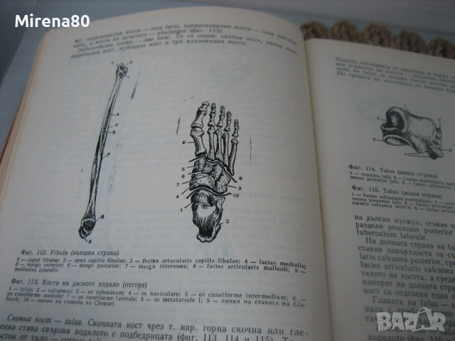 Анатомия на човека - 1977 г., снимка 6 - Специализирана литература - 54715405