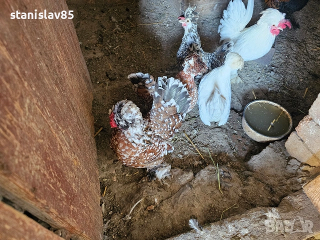 Продавам бреговски джинки