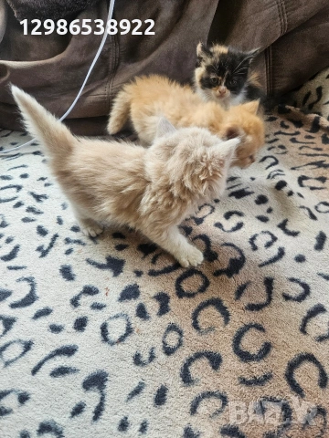 персийски котенца персийска котка , снимка 5 - Други - 54587417