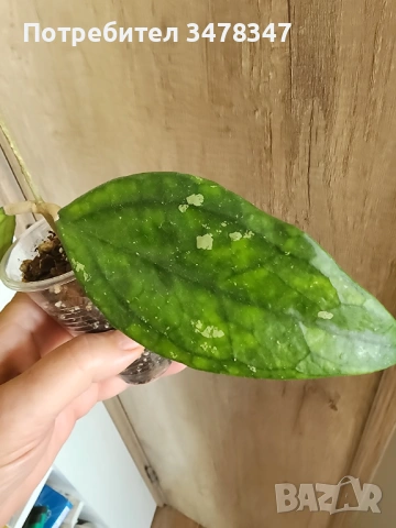 Хоя Germany Pa La U