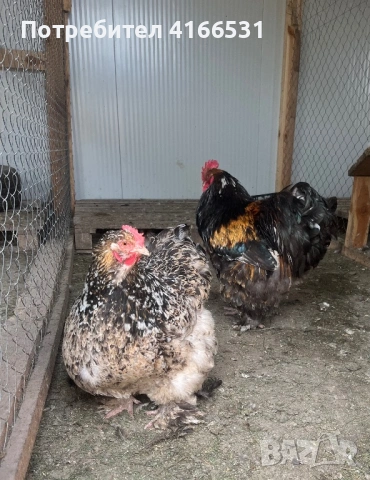 Яйца от Кохин 