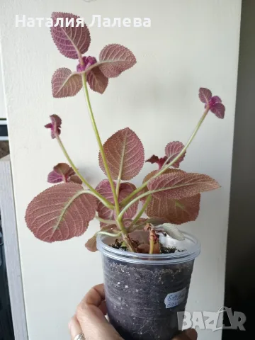Еписция, episcia - La Soledad Bronze, снимка 2 - Стайни растения - 55549630
