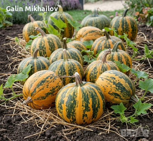 Голи тиквени семки сорт Олга, сурови, снимка 3 - Домашни продукти - 54153201