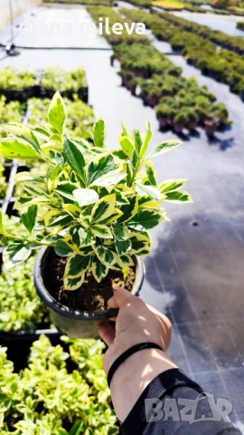 Евонимус Браво, Euonymus japonicus Bravo, снимка 11 - Градински цветя и растения - 54457987