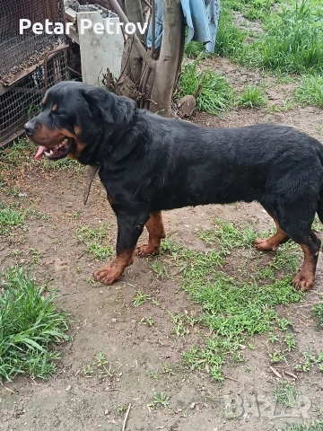 Ротвайлер мъжки , снимка 2 - Ротвайлер - 54082927