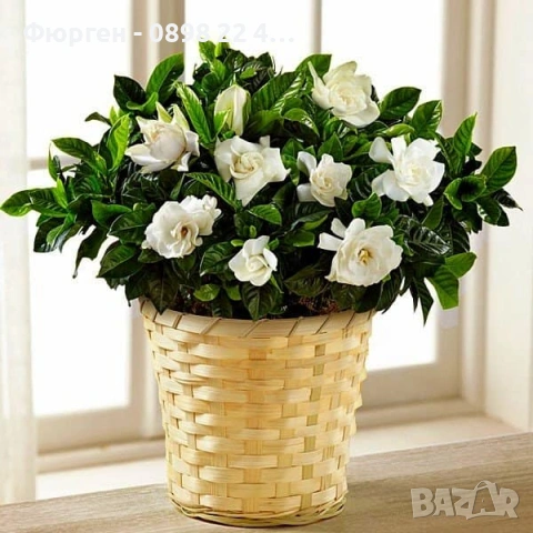 Гардения / Gardenia “Jasminoides”, снимка 5 - Разсади - 55017161