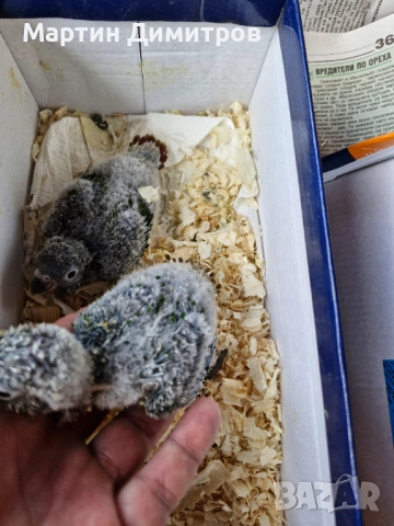 Пирура Молина , снимка 3 - Папагали - 54098761