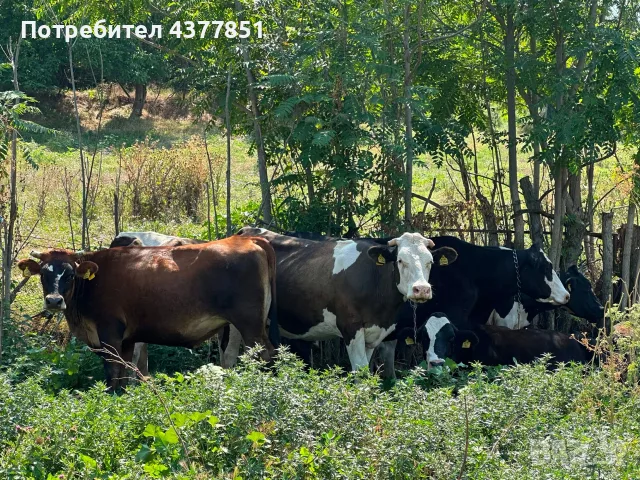 Продавам крави и телета с. Брест област Плевен, снимка 3 - Крави - 55342025