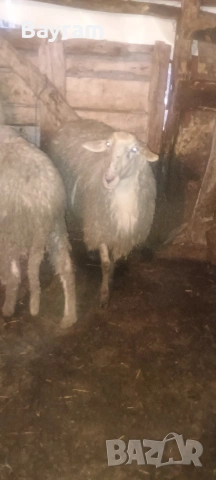 продавам шилета 