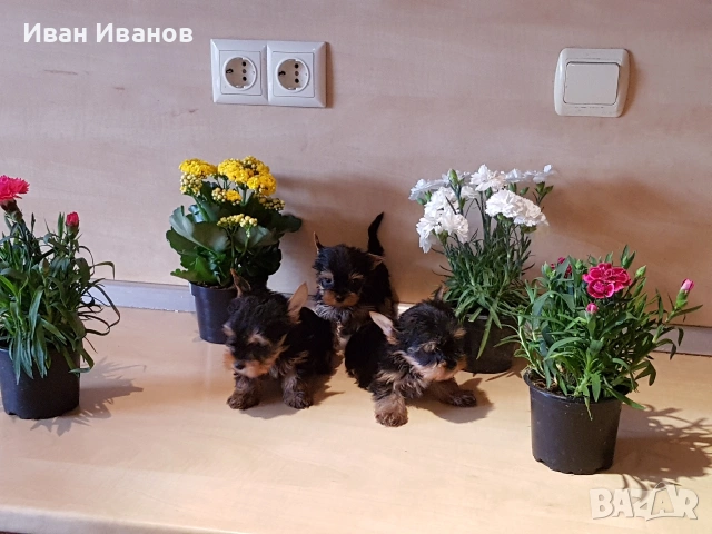 Йоркширски териер мини , снимка 5 - Йоркширски териер - 54678282