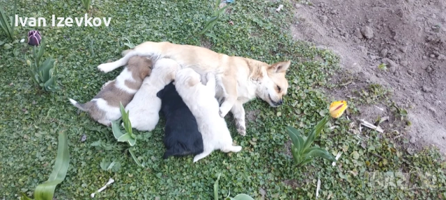 Подаряват се малки кученца