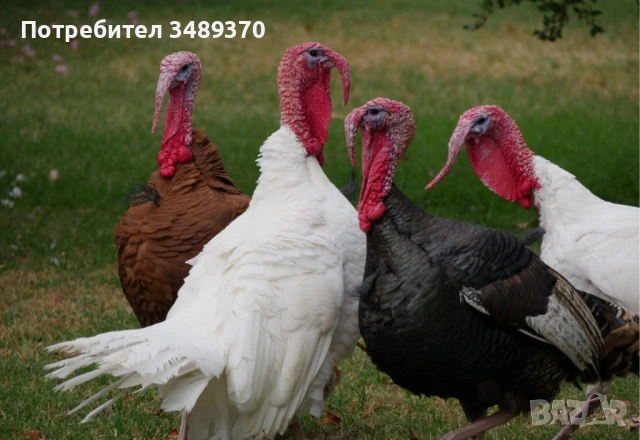 Заменяме изброените нови продукти , за изброените птици и др., снимка 10 - Кокошки и пуйки - 54709838