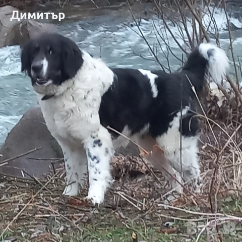 мъжко кутре, снимка 9 - Каракачанска овчарка - 55009794