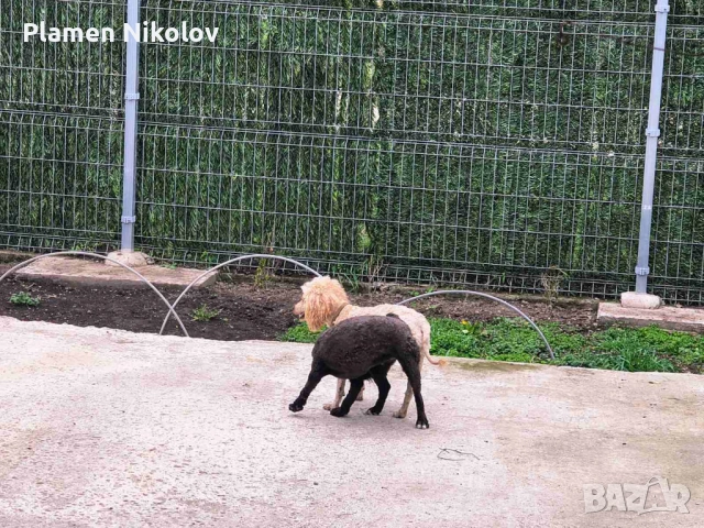 Пудел мини пудел, снимка 2 - Пудели - 54439366