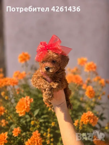 Пудел Той / Poodle toy/, снимка 3 - Пудели - 55433778