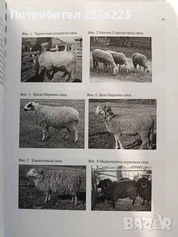 Овцевъдство и козевъдство, снимка 7 - Специализирана литература - 54251597