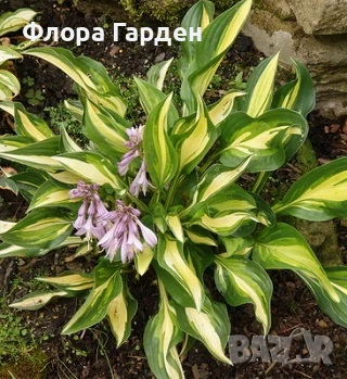МНОГОГОДИШНИ ЦВЕТЯ, снимка 16 - Градински цветя и растения - 54702878