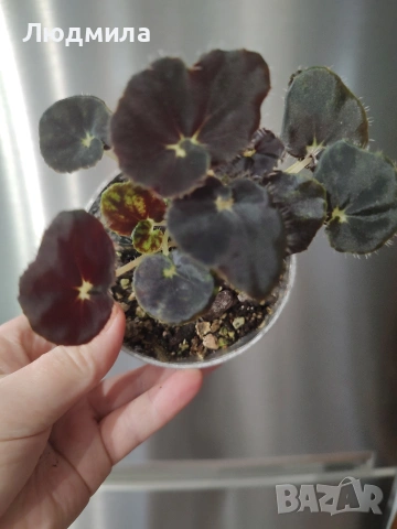 Бегония 'Черна Мамба', снимка 3 - Стайни растения - 54311333