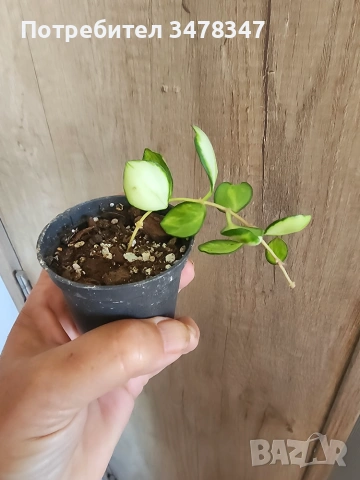 Хоя Heuschkeliana variegata, снимка 3 - Стайни растения - 55084912