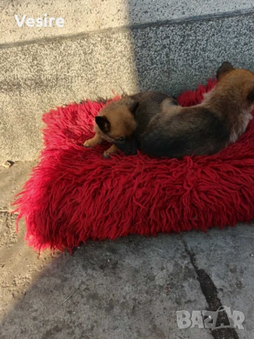 Белгийски овчарки малиноа