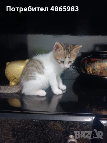 🐾 Търся дом за едно прекрасно мъжко котенце, снимка 3 - Други - 55025235