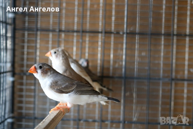 зеброви амадини , снимка 6 - Амадини - 55052844