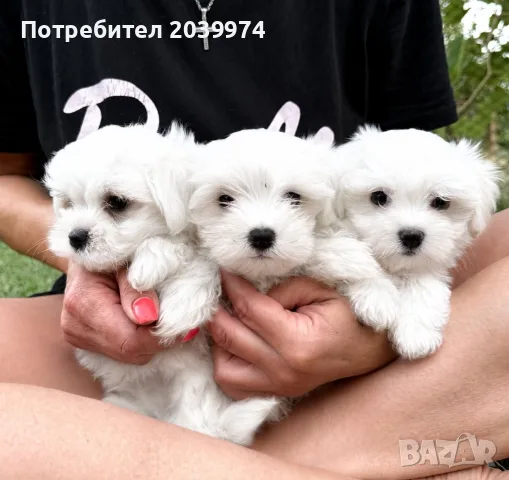 Малтийска болонка , снимка 2 - Болонка - 53110572