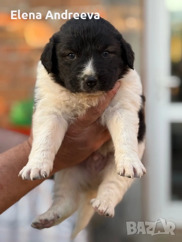 Продавам каракачански кученца с родословие, снимка 6 - Каракачанска овчарка - 54337910