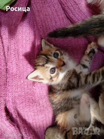 Търся дом за 4 малки котенца и майка им, снимка 2 - Други - 55329910
