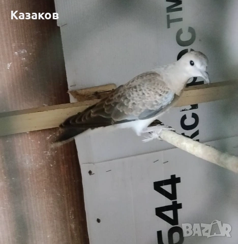 Търся мъжка гургулица