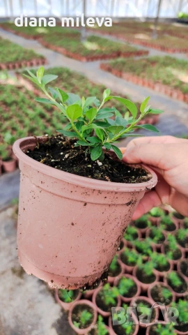 Котонеастър Дамери Мажор, Cotoneaster Dammeri Major, снимка 7 - Градински цветя и растения - 55283660