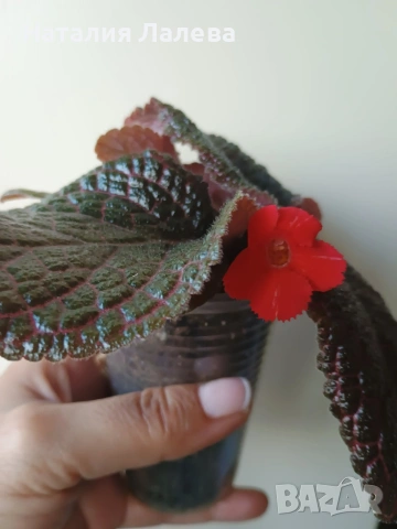 Еписция, episcia Coral glow